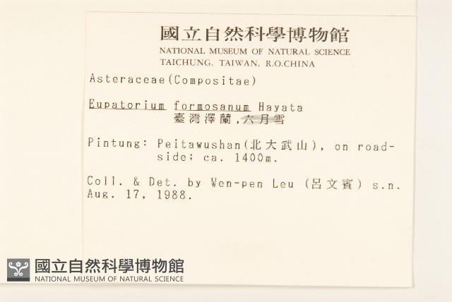 臺灣澤蘭藏品圖，第2張