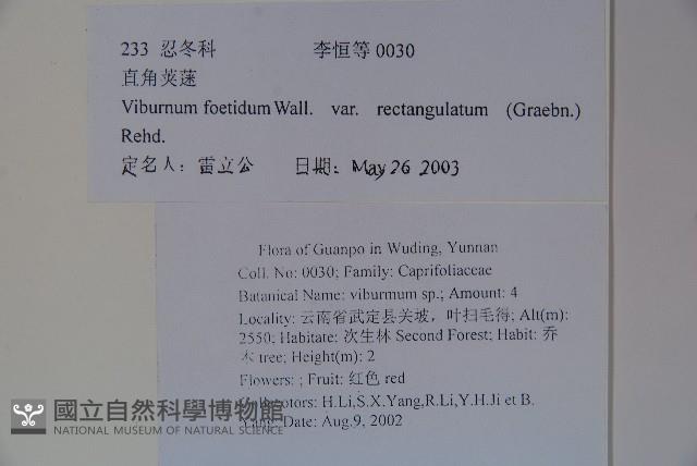 狹葉莢迷藏品圖，第2張