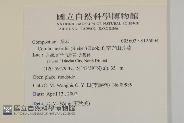 南方山芫荽藏品圖，第2張