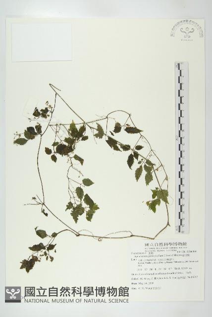 絞股藍藏品圖，第1張