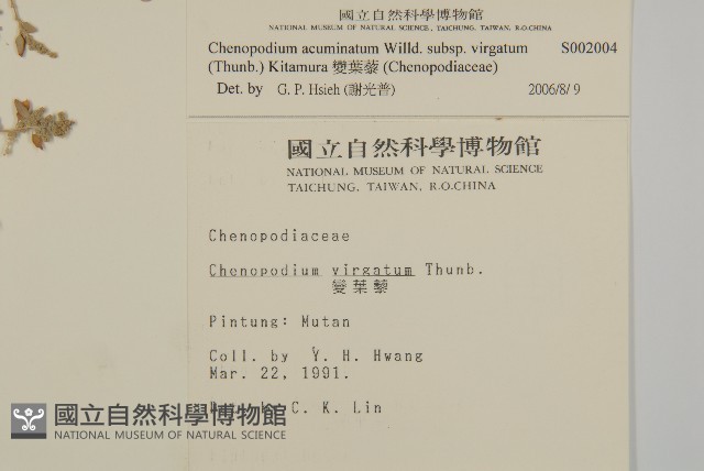 變葉藜藏品圖，第2張