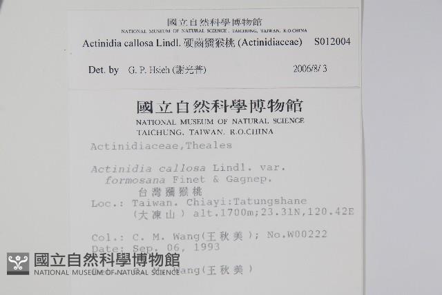 硬齒獼猴桃藏品圖，第2張