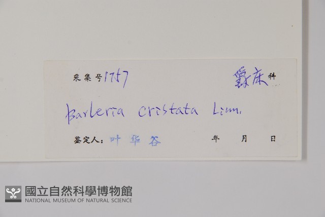 假杜鵑藏品圖，第2張