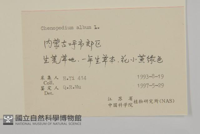 藜、灰藜藏品圖，第2張