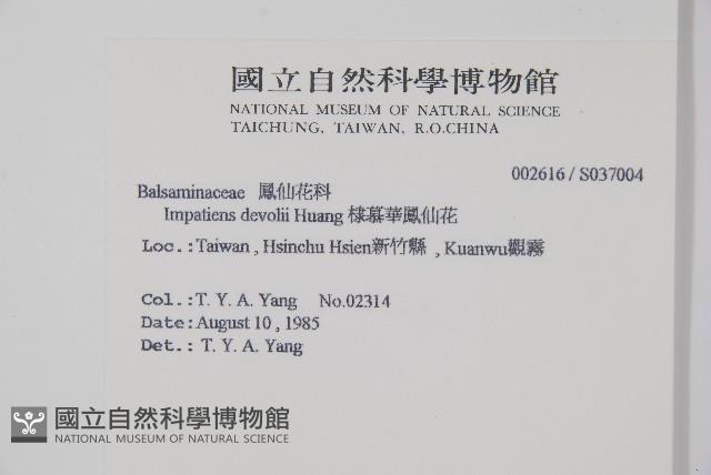 棣慕華鳳仙花藏品圖，第2張