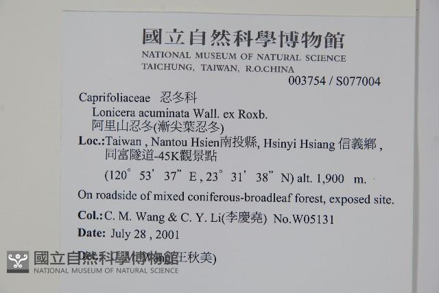 阿里山忍冬、漸尖葉忍冬藏品圖，第2張