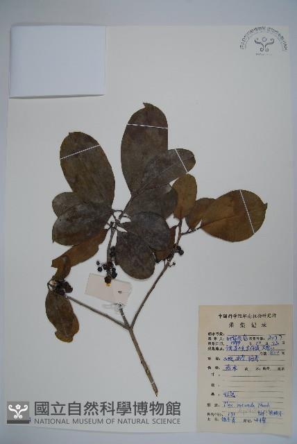 鐵冬青藏品圖，第1張