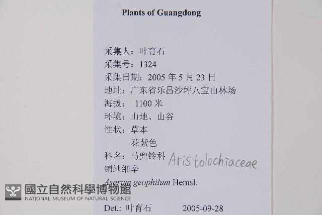 地花細辛藏品圖，第2張