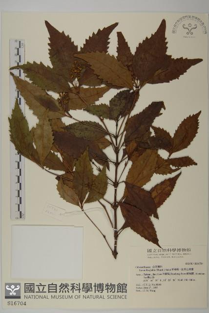 草珊瑚、紅果金粟蘭藏品圖，第1張