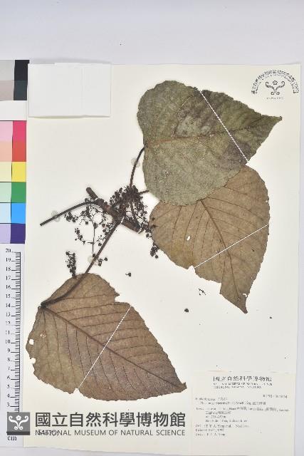 紅肉橙蘭、華血桐藏品圖，第1張