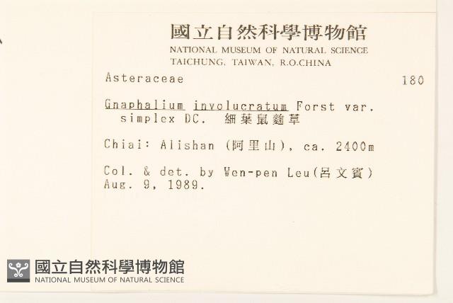 細葉鼠麴草藏品圖，第2張