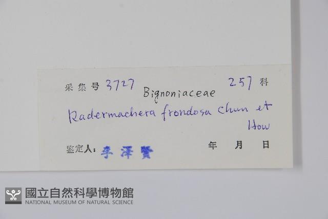 美葉菜豆樹藏品圖，第2張