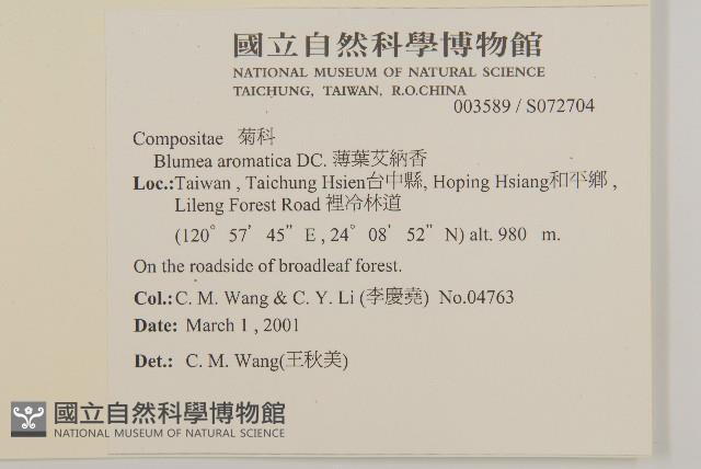 薄葉艾納香藏品圖，第2張