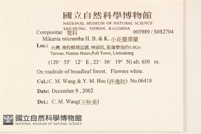 小花蔓澤蘭藏品圖，第2張