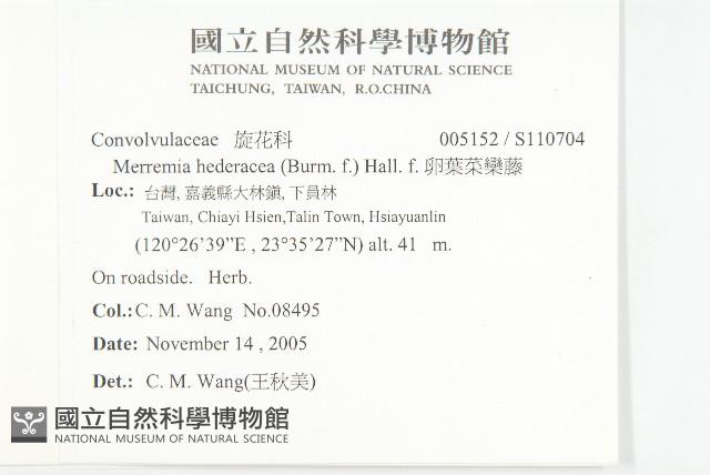 卵葉菜欒藤藏品圖，第2張