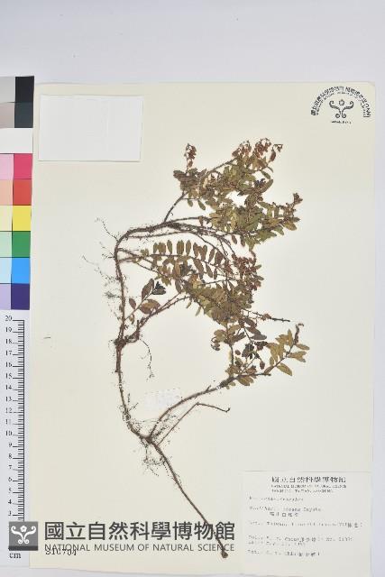 高山白珠樹藏品圖，第1張