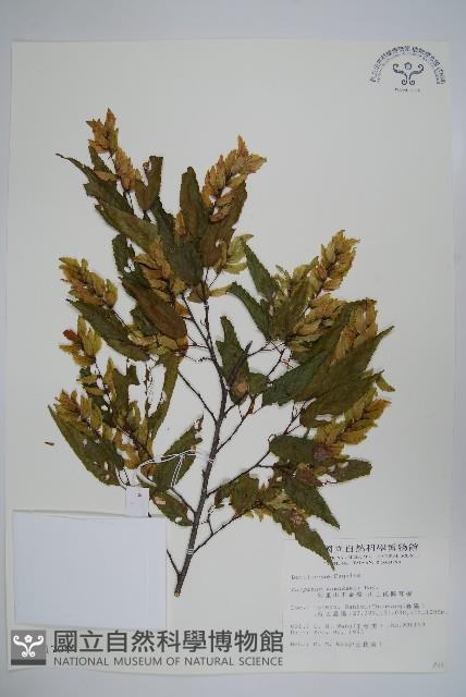 阿里山千金榆藏品圖，第1張