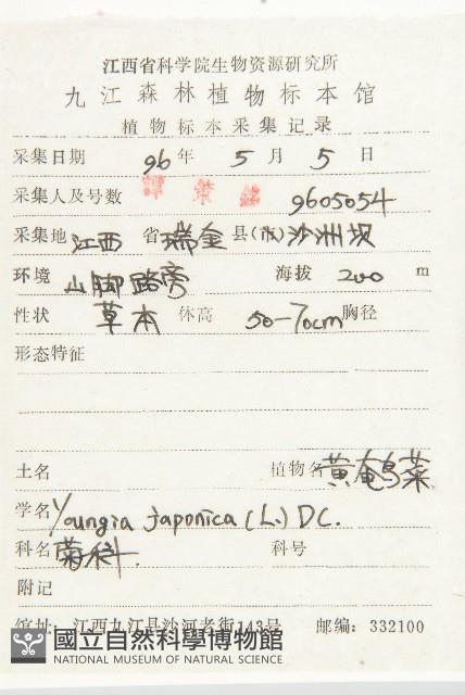 黃鵪菜藏品圖，第2張