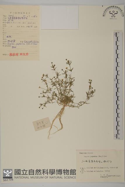 瓜槌草、漆姑草藏品圖，第1張