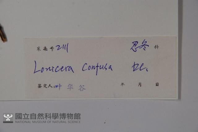 山銀花藏品圖，第2張