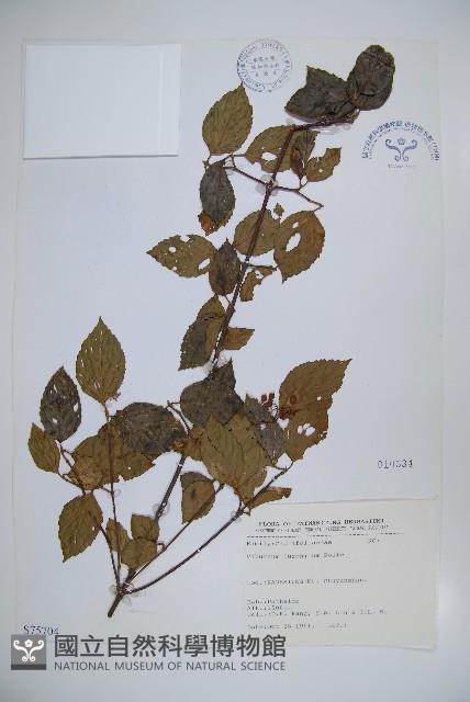 呂宋莢迷藏品圖，第1張