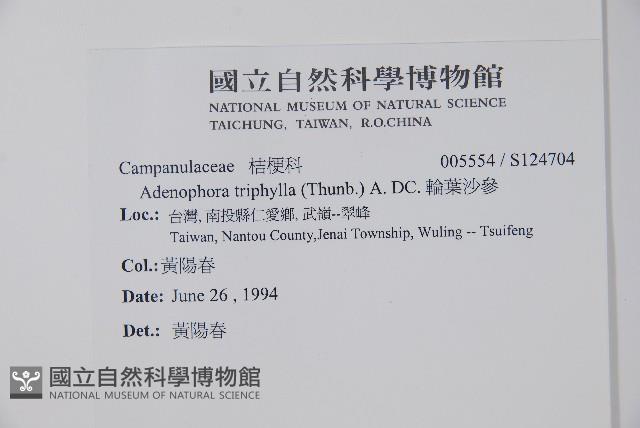 輪葉沙參藏品圖，第2張