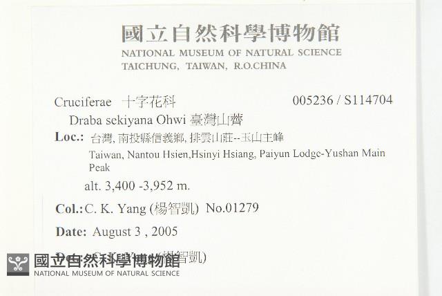 臺灣山薺藏品圖，第2張