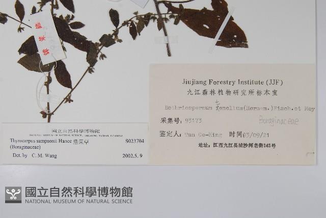 盾果草藏品圖，第2張