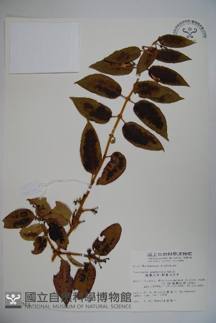 阿里山忍冬、漸尖葉忍冬藏品圖，第1張