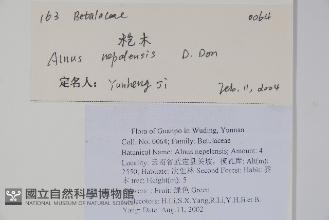 尼泊爾赤楊藏品圖，第2張