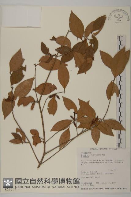 福建賽衛矛、福建假衛矛藏品圖，第1張