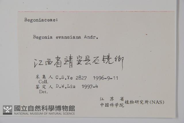 秋海棠藏品圖，第2張