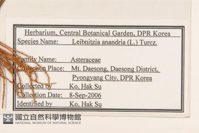 大丁草藏品圖，第2張