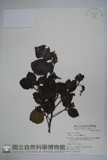 草野氏冬青藏品圖，第1張