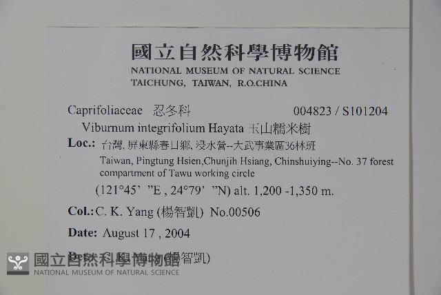 玉山糯米樹、狹葉糯米樹藏品圖，第2張