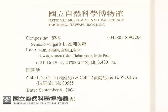 歐洲黃菀藏品圖，第2張