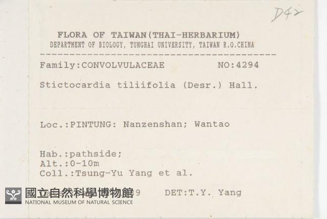 大萼旋花藏品圖，第2張