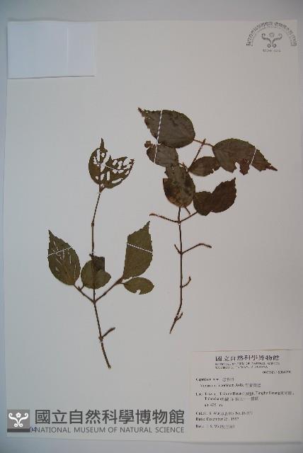 呂宋莢迷藏品圖，第1張