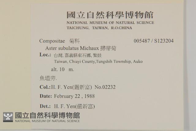 掃帚菊藏品圖，第2張