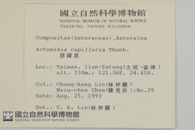 茵蔯蒿藏品圖，第2張