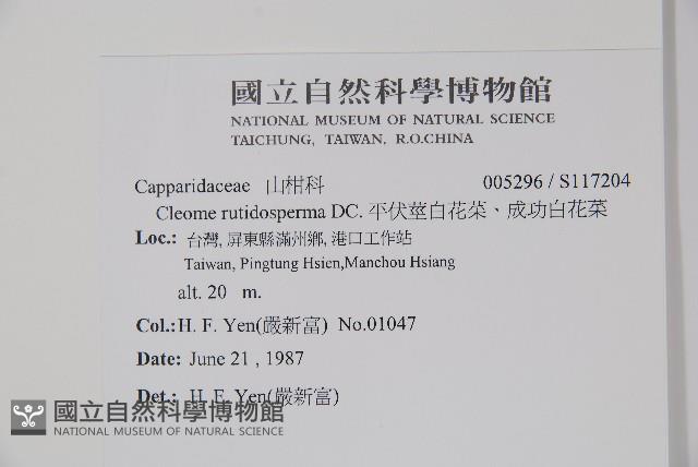 平伏莖白花菜、成功白花菜藏品圖，第2張