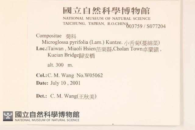 小舌菊、蔓綿菜藏品圖，第2張