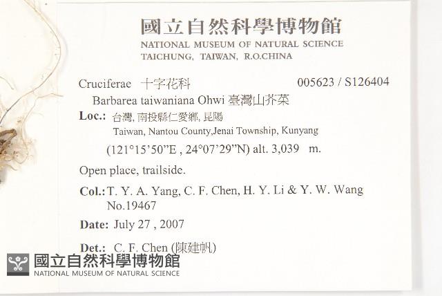 山芥菜藏品圖，第2張