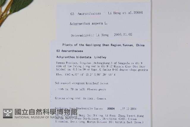 土牛膝藏品圖，第2張