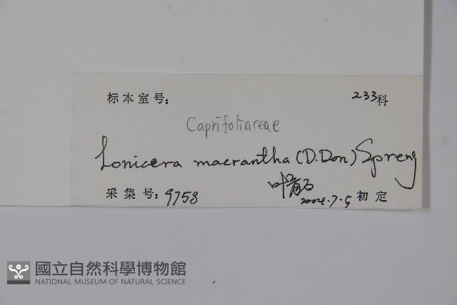 大花忍冬藏品圖，第2張