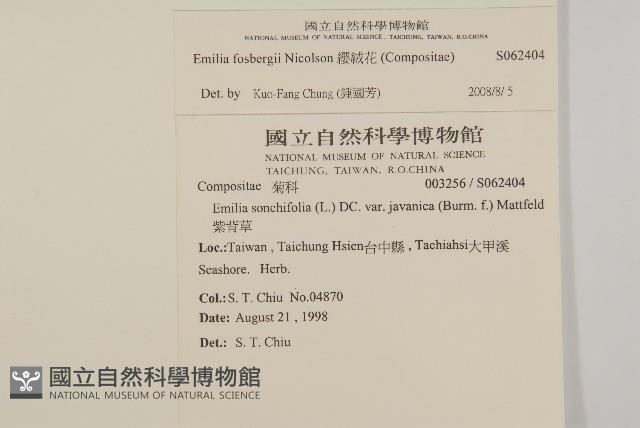 纓絨花藏品圖，第2張