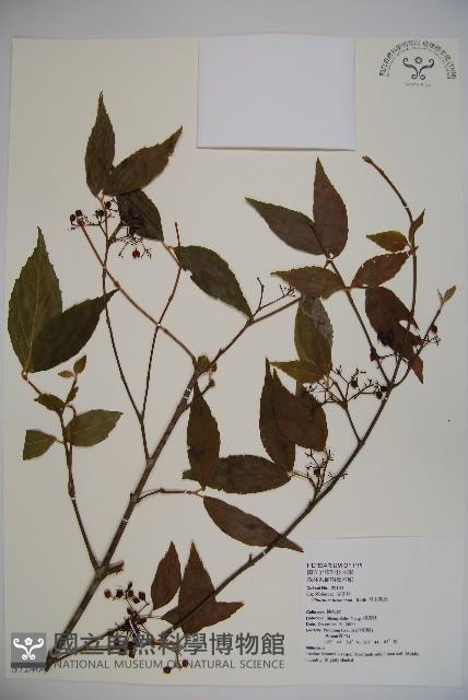 呂宋莢迷藏品圖，第1張