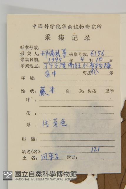 長毛風車子藏品圖，第2張