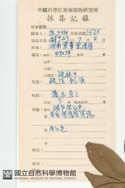 近圓果杜英藏品圖，第2張