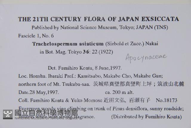 亞洲絡石藏品圖，第2張